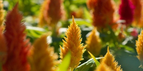 Celosia paniculate (perasta): fotografija, sadnja i njega na otvorenom polju